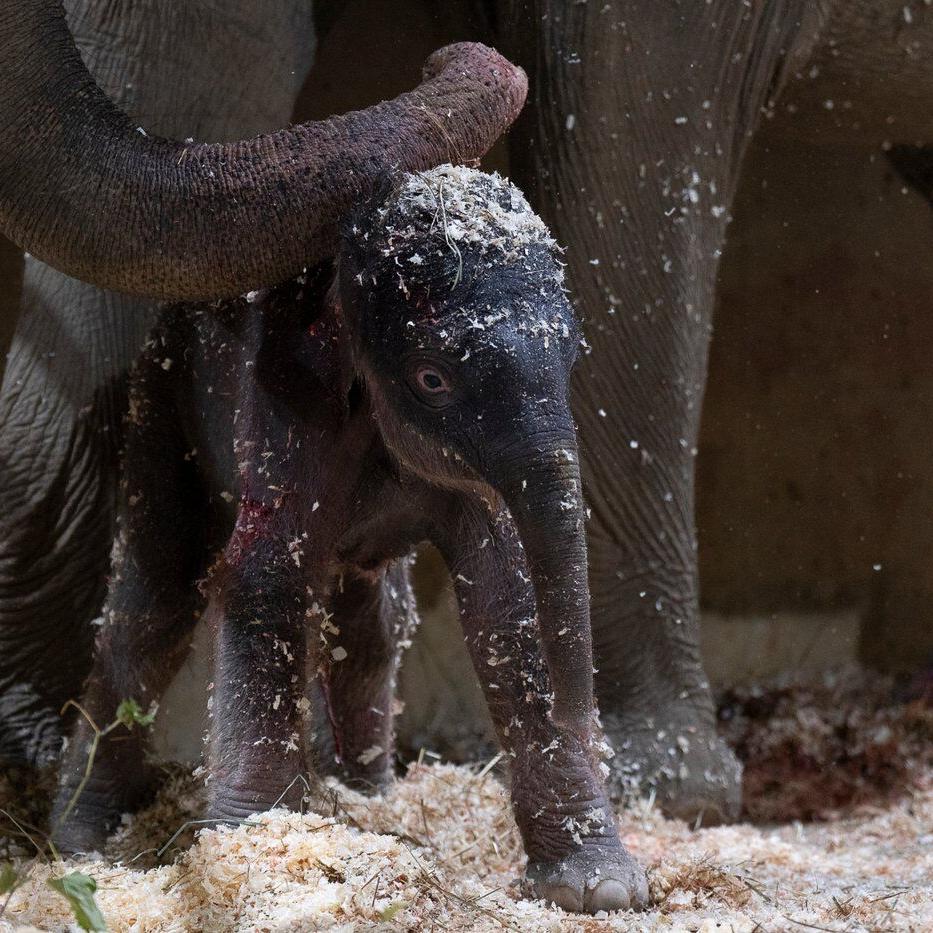 Columbus Zoo welcomes 2nd Asian elephant calf this year